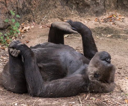 3. The Yoga-Practicing Gorilla