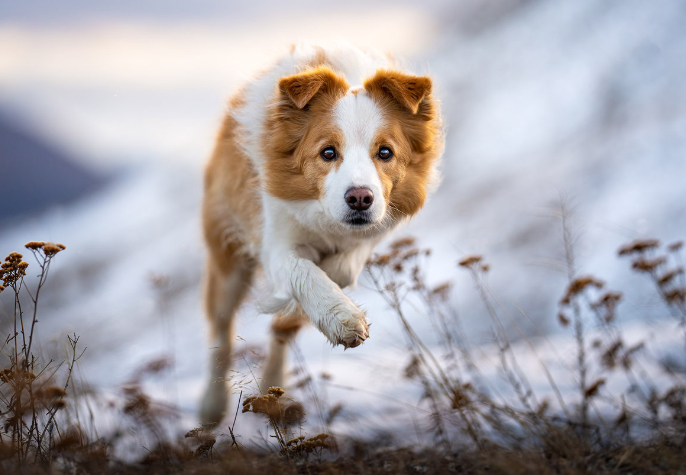 4. Capture action shots