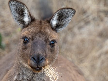 4. The Curious Kangaroo