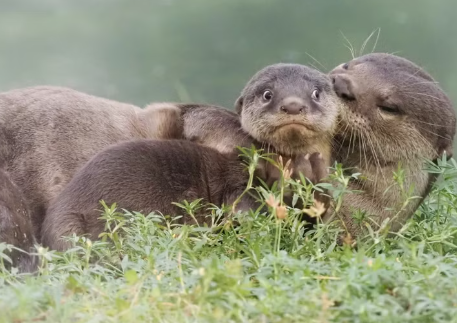 5. The Cuddling Otters