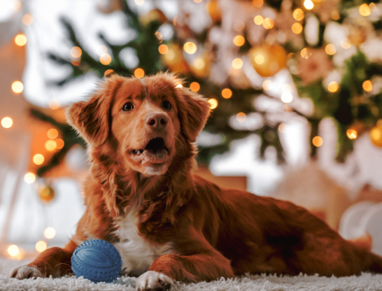 5. Use Treats and Toys