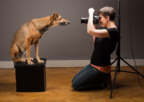A Day in the Life of a Dog Model
