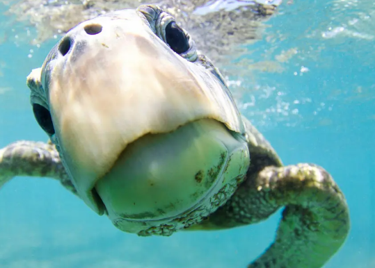 Beneath the Waves