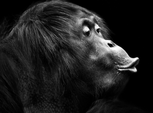 Capturing Emotion and Movement