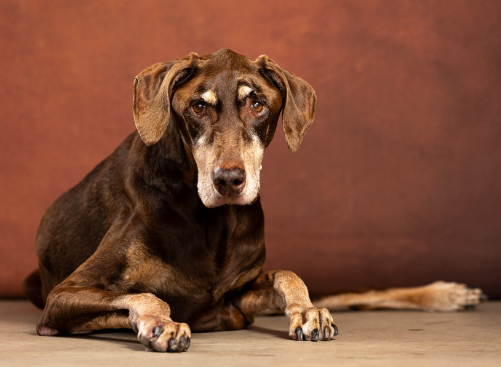Capturing Perfect Pooch Portraits