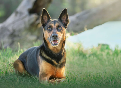 Capturing Your Furry Friend's Best Side