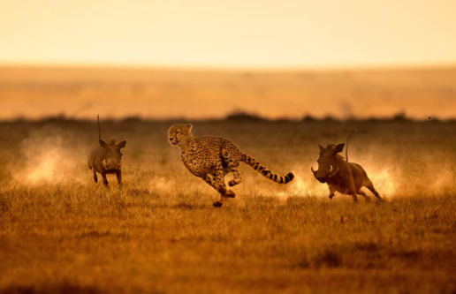 Capturing the Beauty of the Wild1