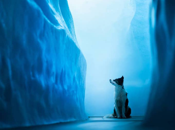 Capturing the Canine Magic