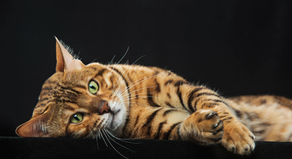 Capturing the Paw-fect Moment