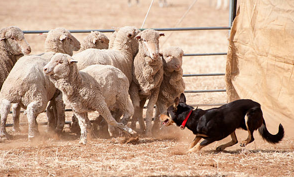 Capturing the Work of Working Canines