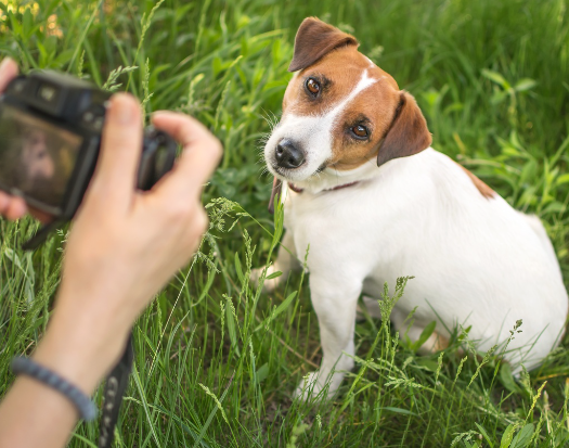 Capturing the perfect shot