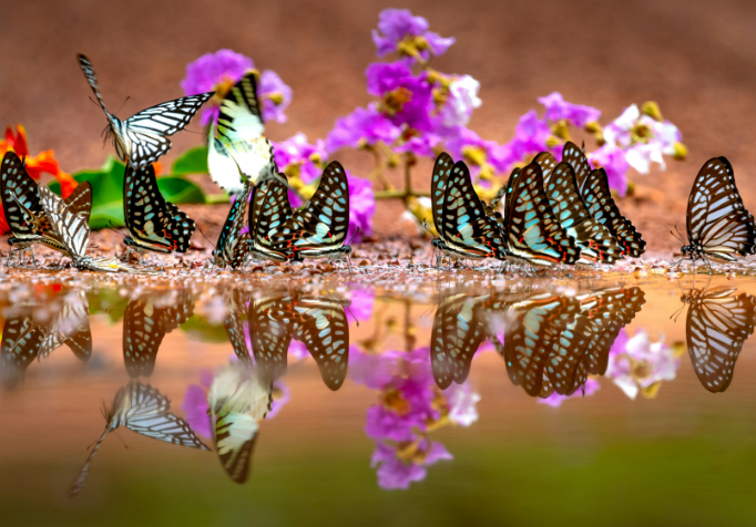 Colorful Butterflies Fluttering in a Field of Flowers