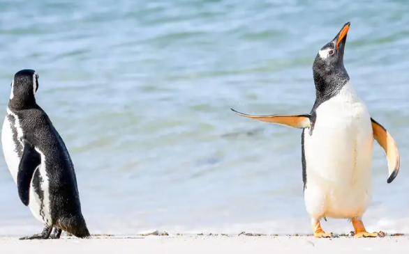 Comedy in the Animal Kingdom