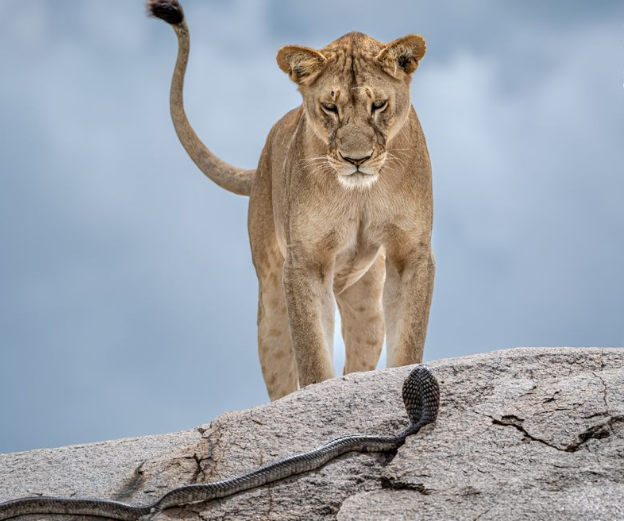Conservation and Awareness