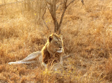 Conservation efforts