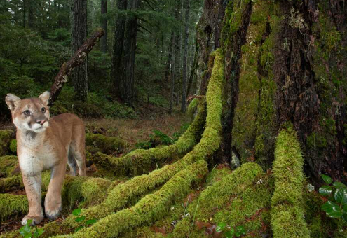 Contribute to Conservation Efforts