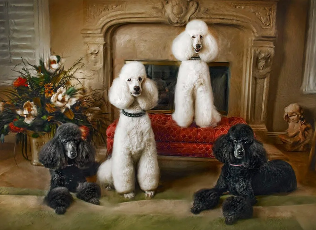 Displaying your pet's portraits
