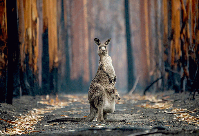 Enter the World of Wildlife Photography