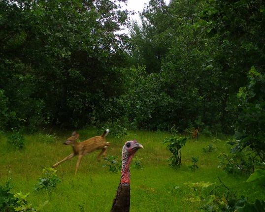 Experience Close Encounters with Local Wildlife