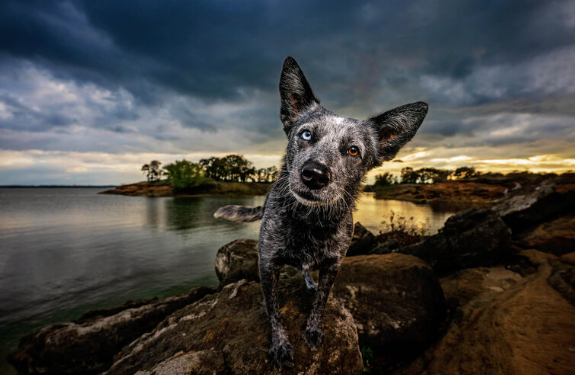 Finding the right pet photographer