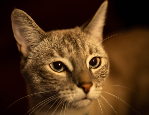 Focus on the Eyes
