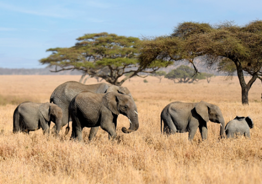 Gentle Giants
