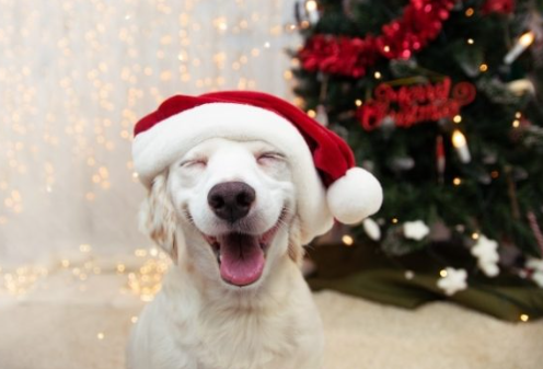 Get in the holiday spirit