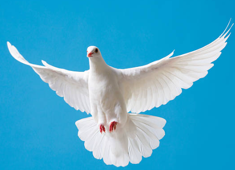 Graceful Birds in Flight