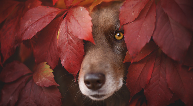 How Animal Portraits Bring Personality to Photos