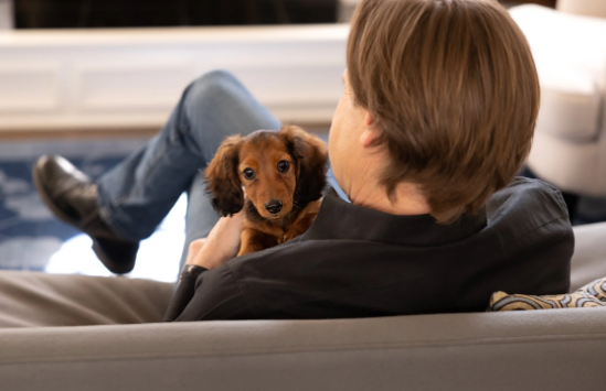 In-Home Pet Portrait Sessions