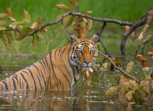 In the Heart of the Jungle