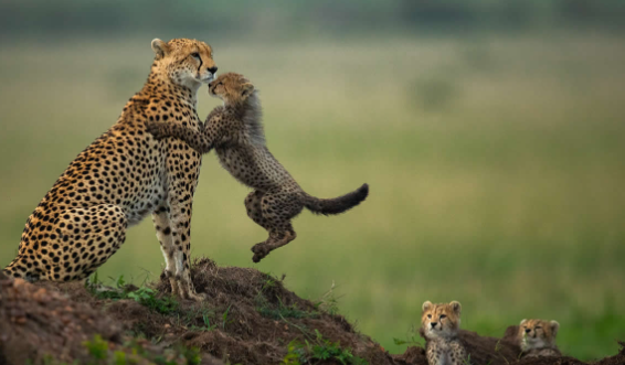Jaw-Dropping Wildlife Photos