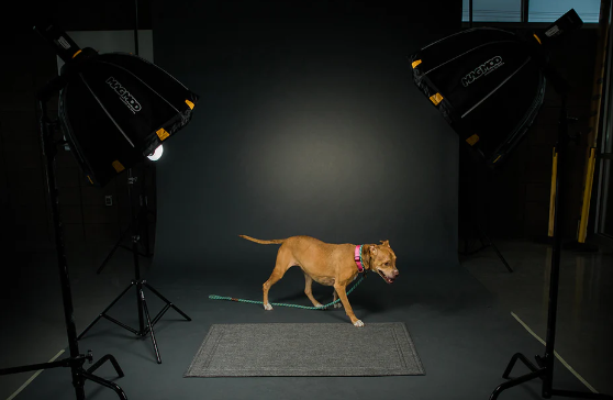 Local Pet Photography Studios