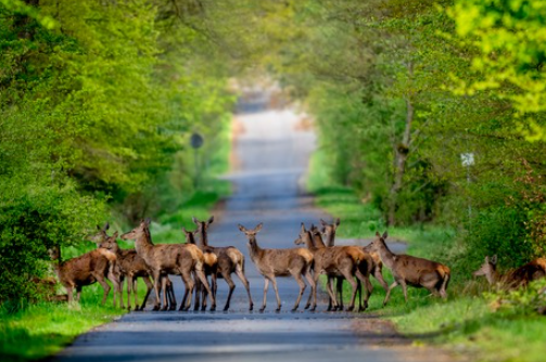 Local Wildlife Photography Days