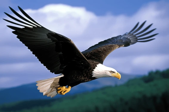 Majestic Eagles Soaring in the Sky