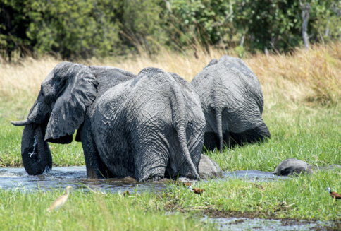 Majestic Elephants in Their Natural Habitat