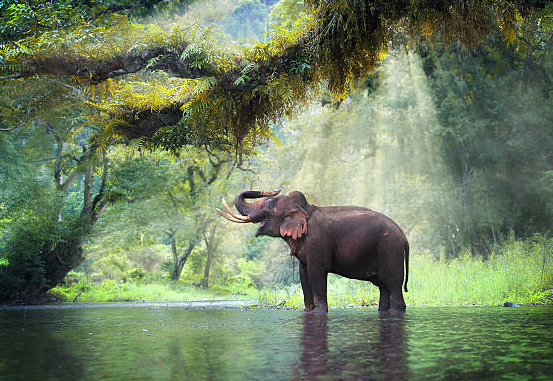 Natural Beauty