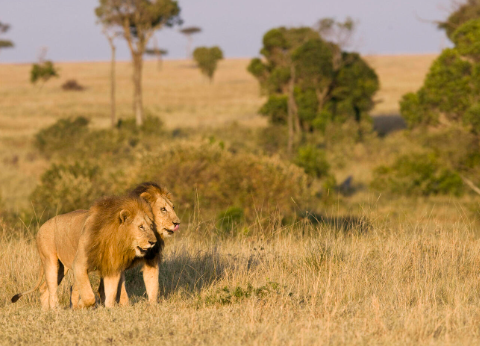 On the African Plains