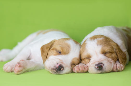 Pawsitively Adorable