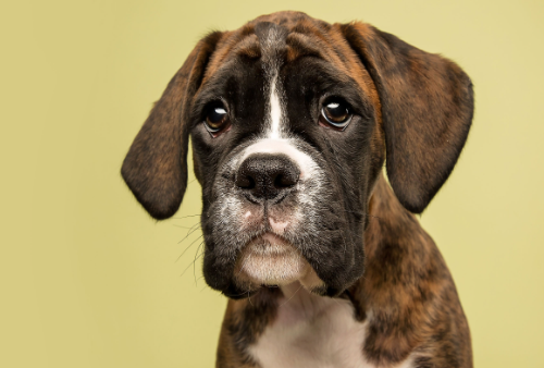 Pet Pic Studios
