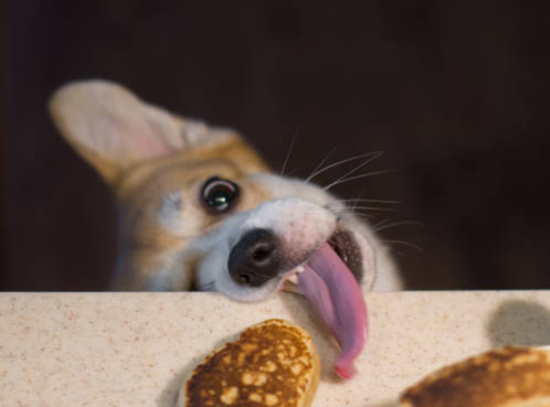 Pets Behaving Badly