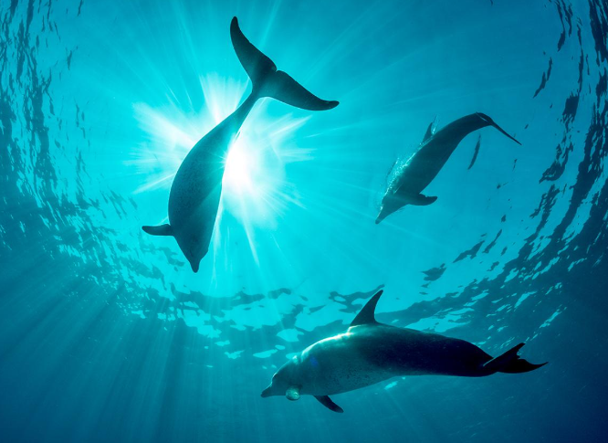 Playful Dolphins Frolicking in the Ocean
