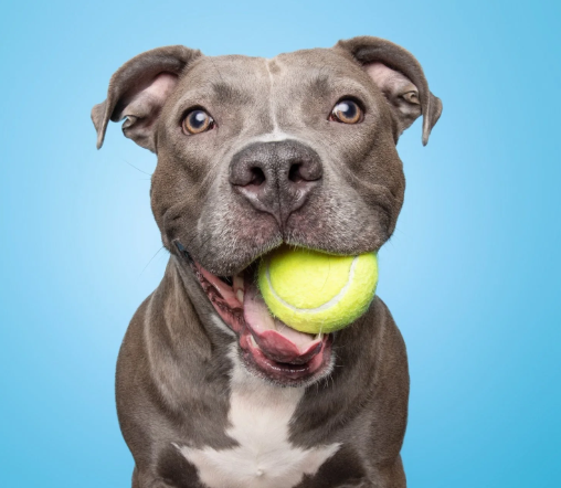 Professional Pet Photographers