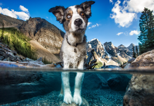 Pupparazzi Pet Photography