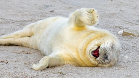Share the Laughter