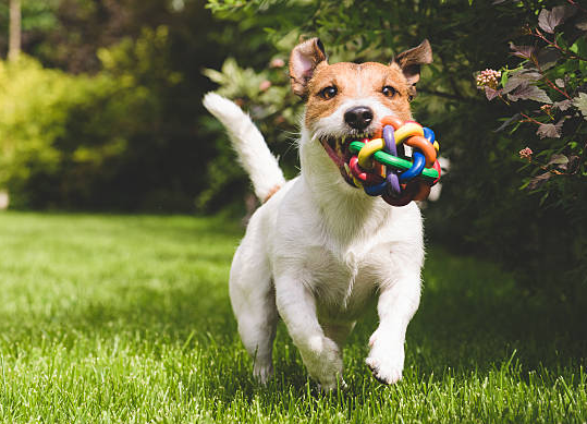 Showing the Playful Side of Stock Dogs