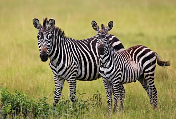 Stunning Photos of Stock Animals in Their Natural Habitat