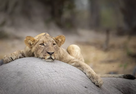 Techniques for Success