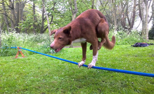 The Acrobatic Dog
