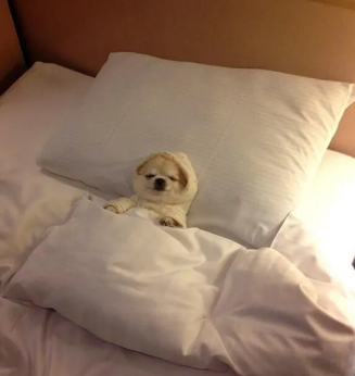 The Bed Hog